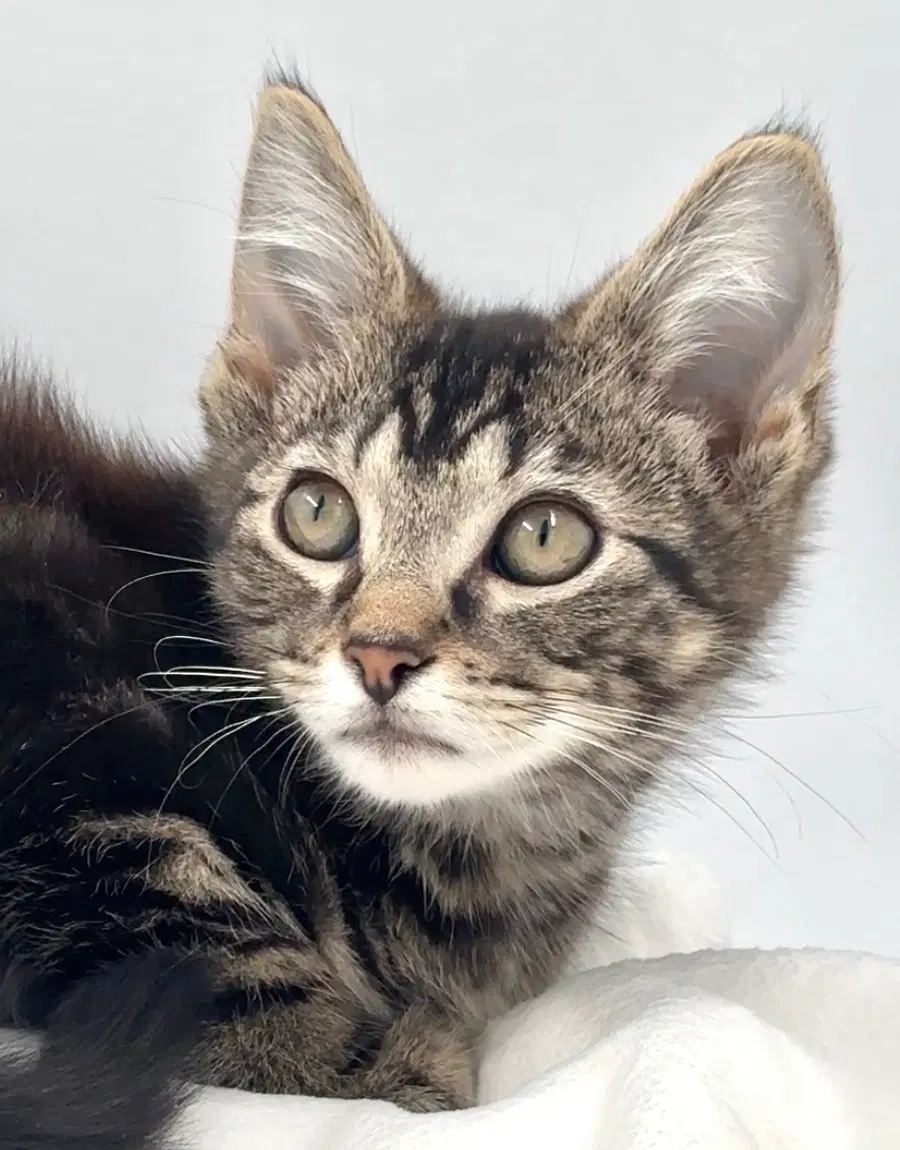 Kitten Nick image 3