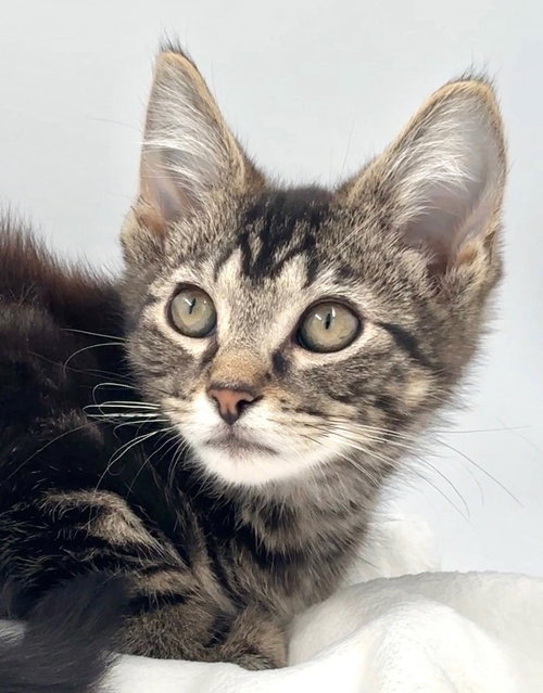 Photo 3 of Kitten Nick