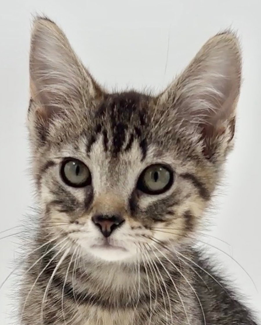 Kitten Brian