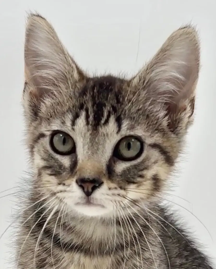Kitten Brian - Domestic Short Hair