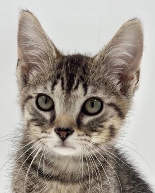Kitten Brian, a cat for adoption from Paws and Prayers