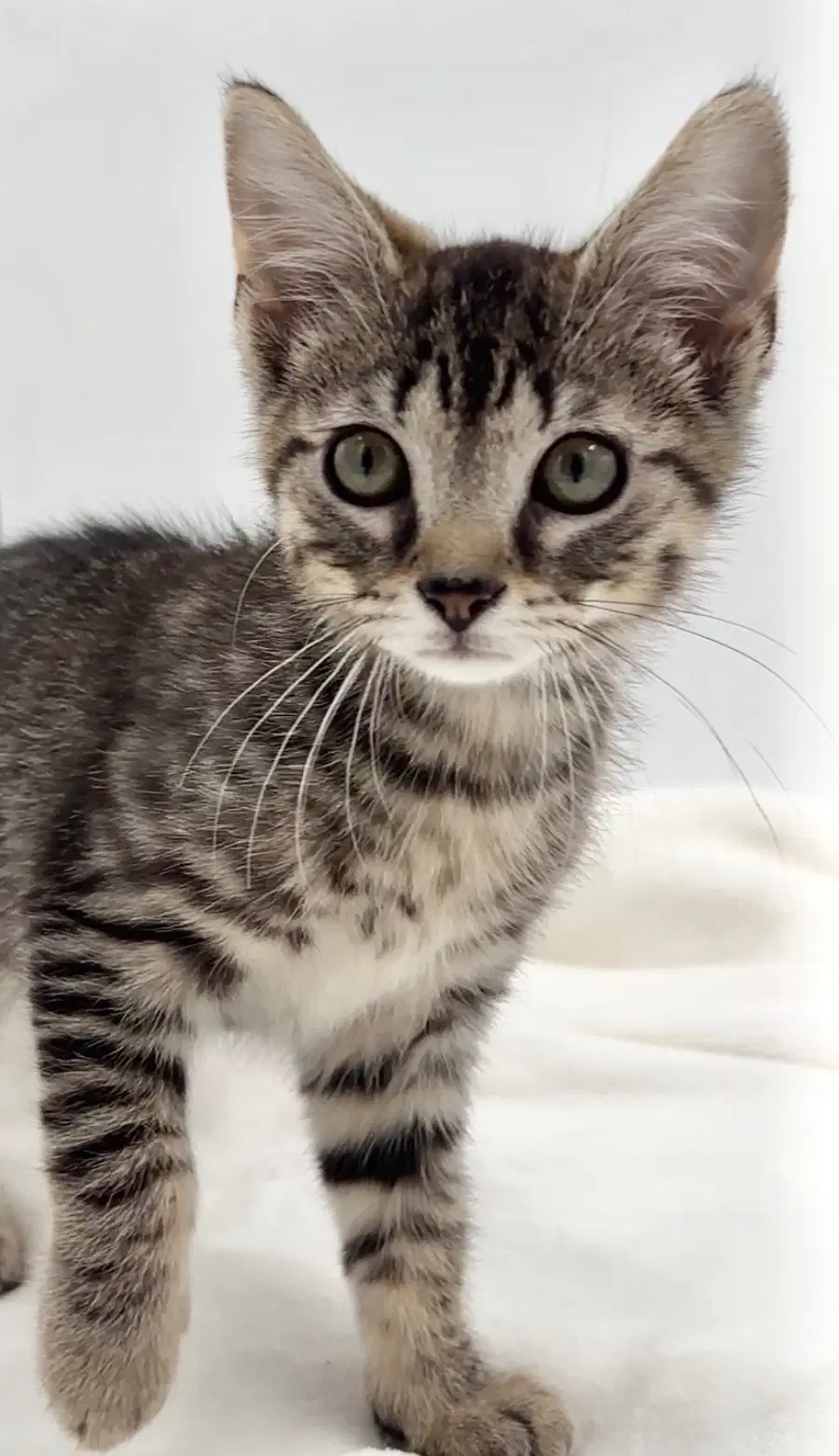 Kitten Brian image 2