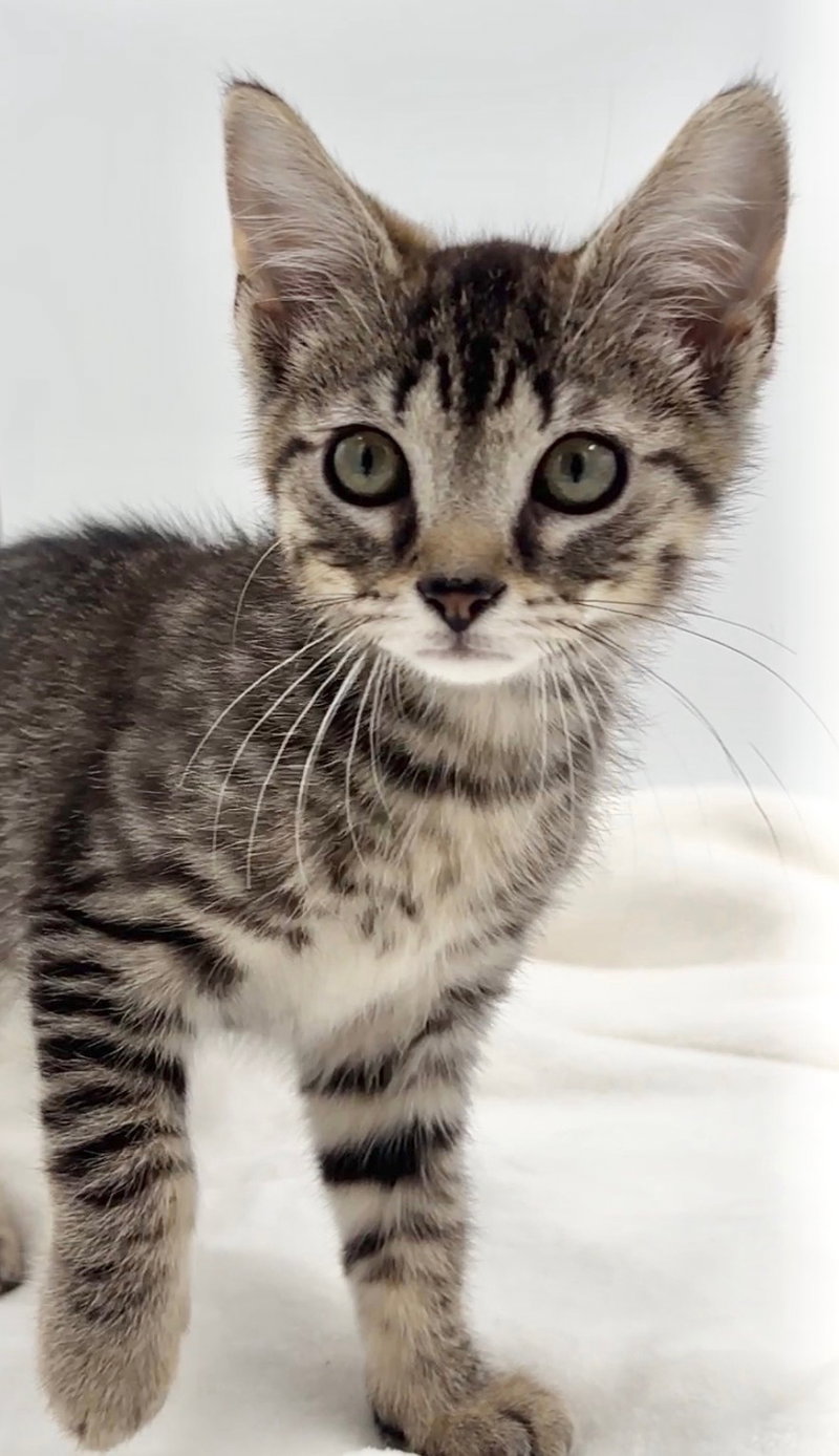 Kitten Brian, photo 2