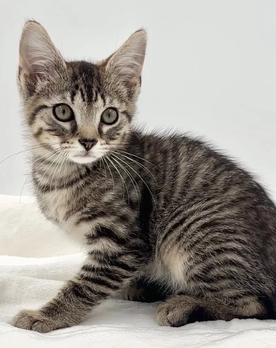 Kitten Brian image 3