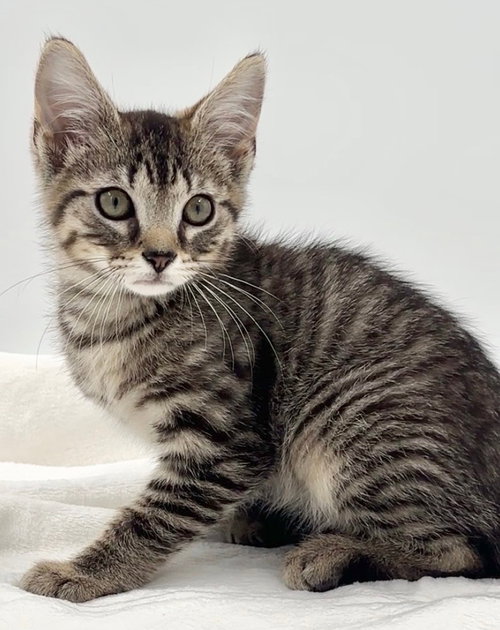 Photo 3 of Kitten Brian
