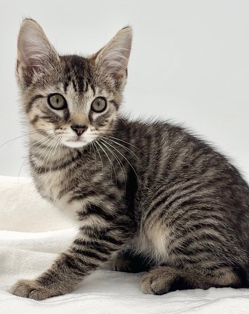Kitten Brian, photo 3