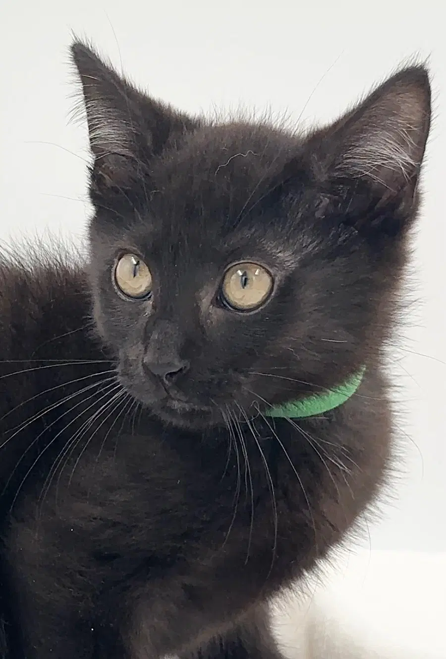 Kitten Aj - Domestic Short Hair