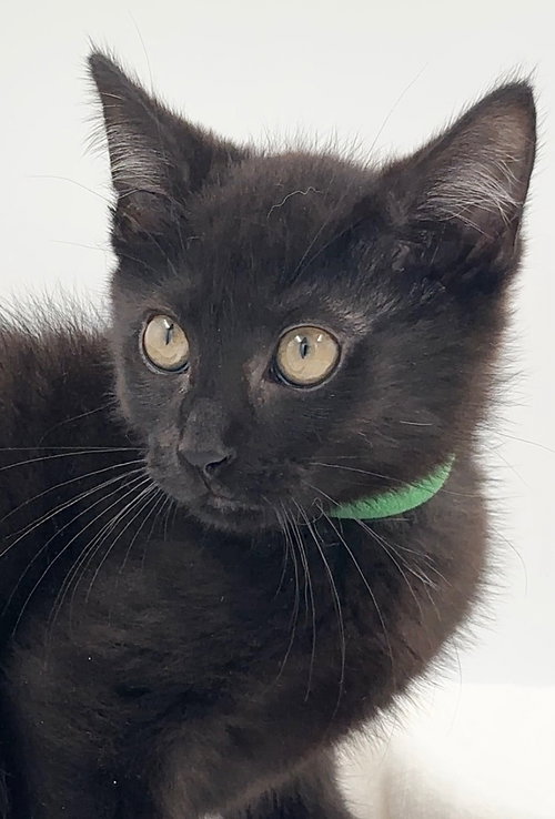 Kitten AJ, a cat for adoption from Paws and Prayers