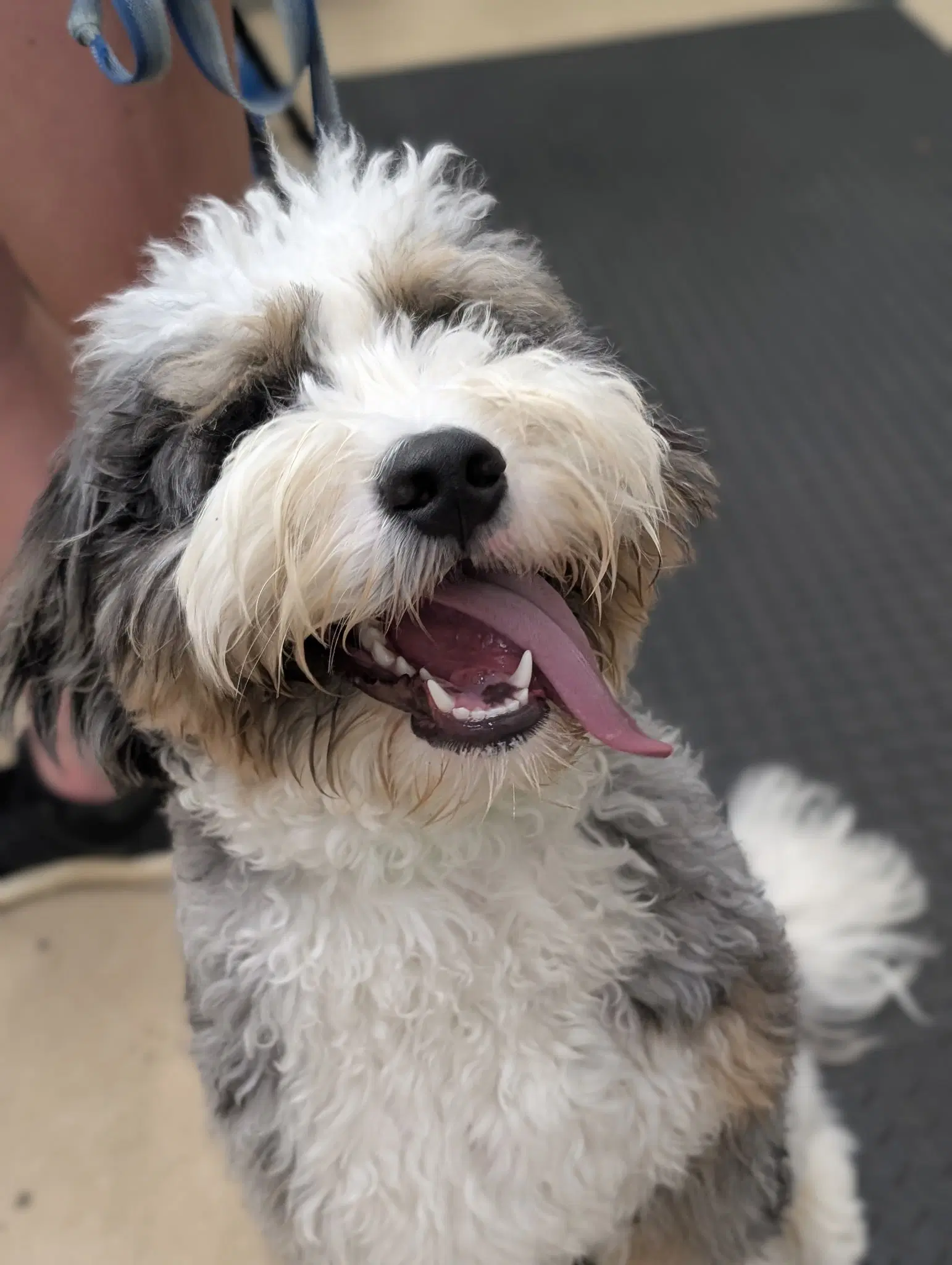 Charlie Puppy image 2
