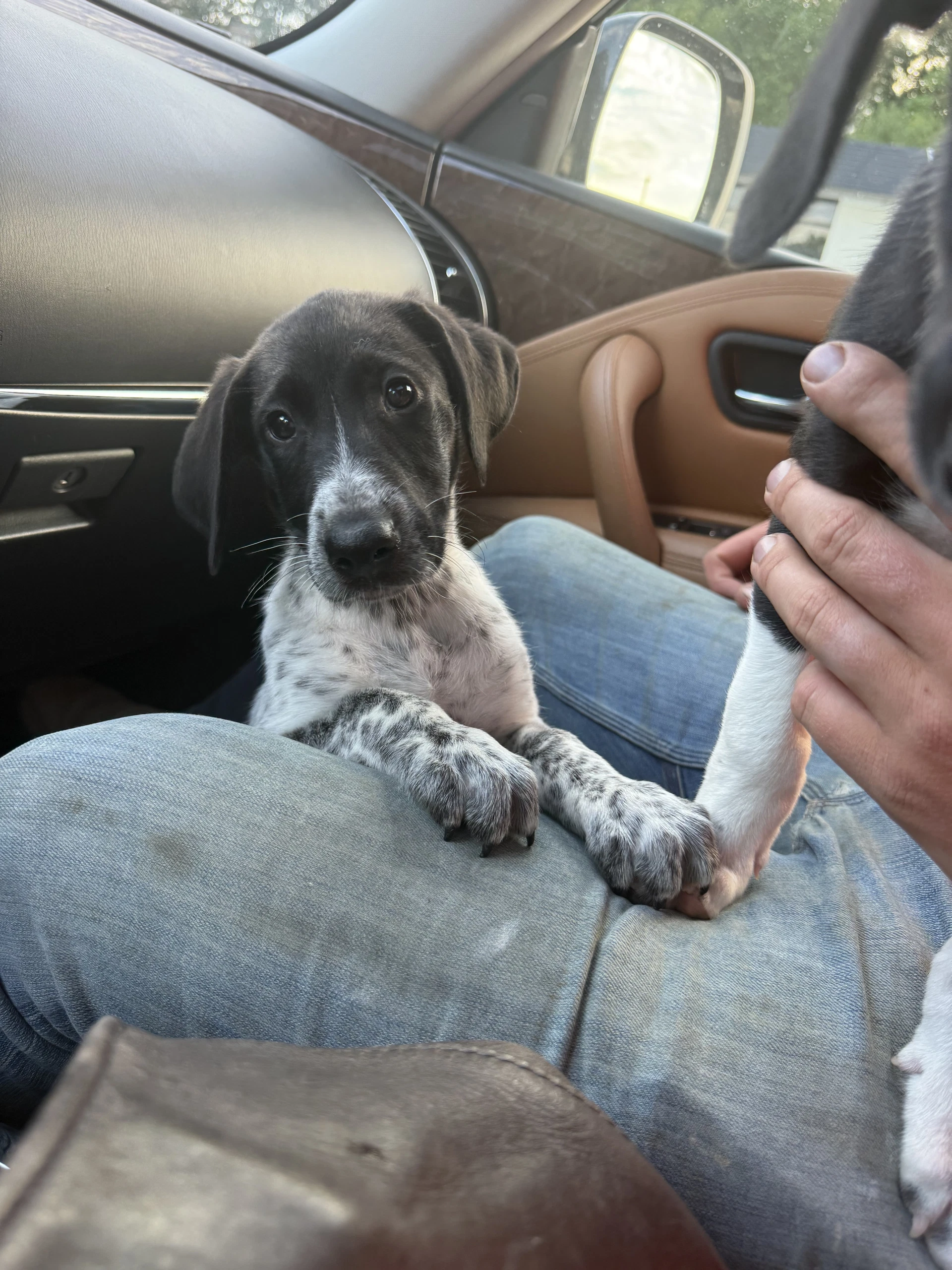 Pointer Puppyduke