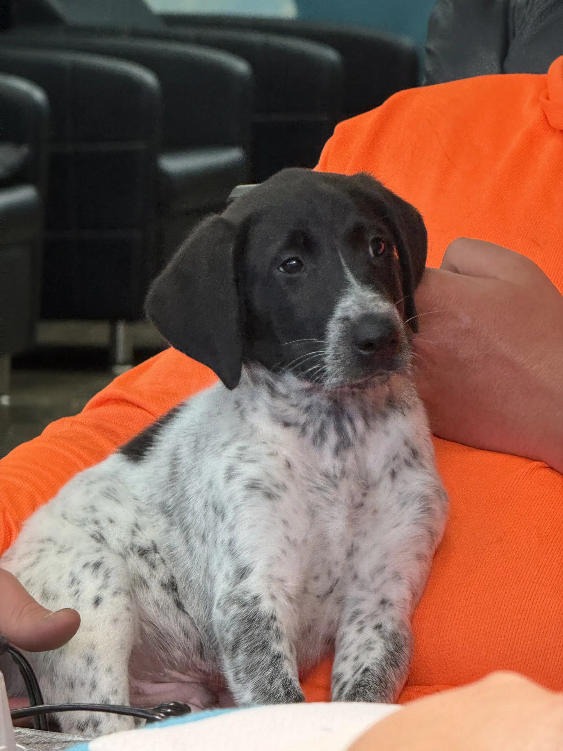 Pointer Puppyduke image 2