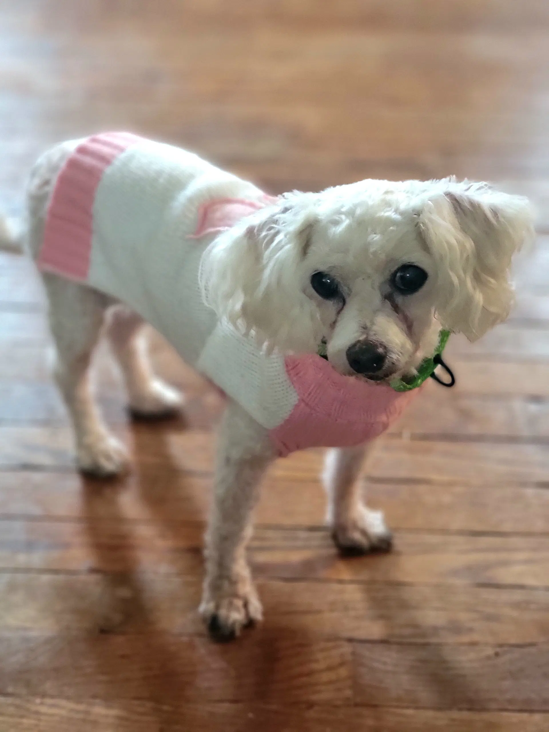 Trixie - Poodle (Toy)