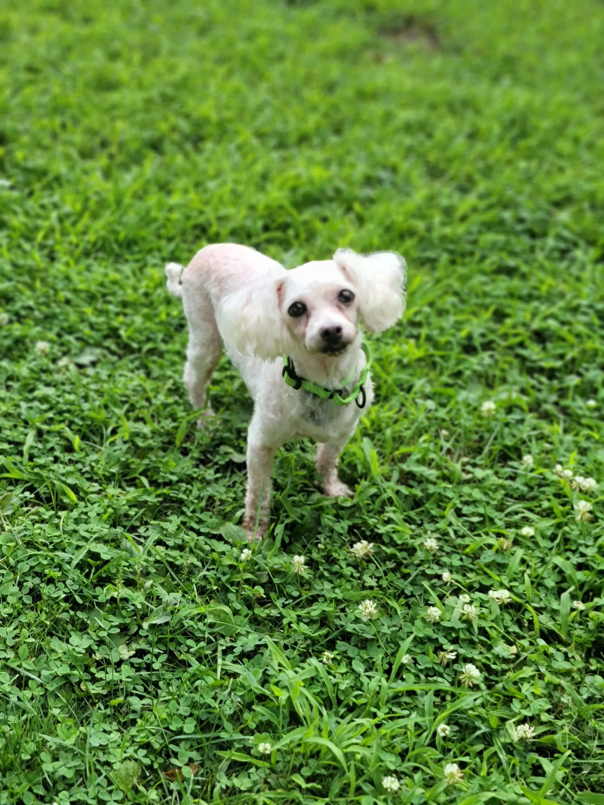 Trixie image 4