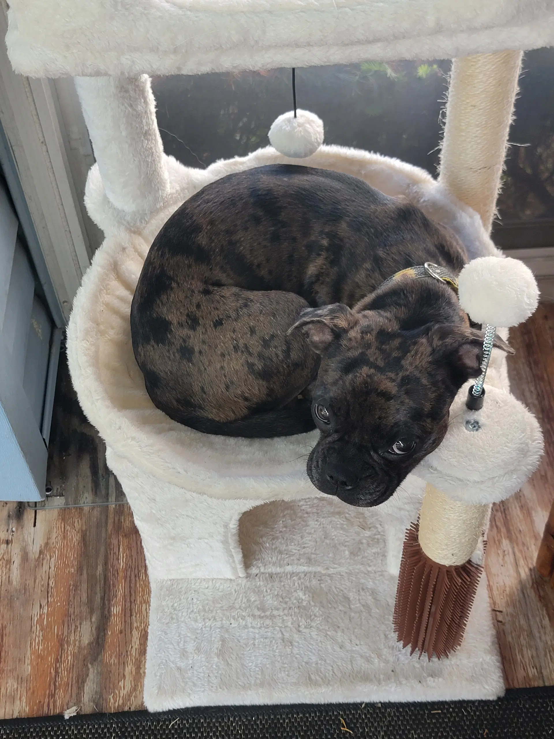 Serena - French Bulldog