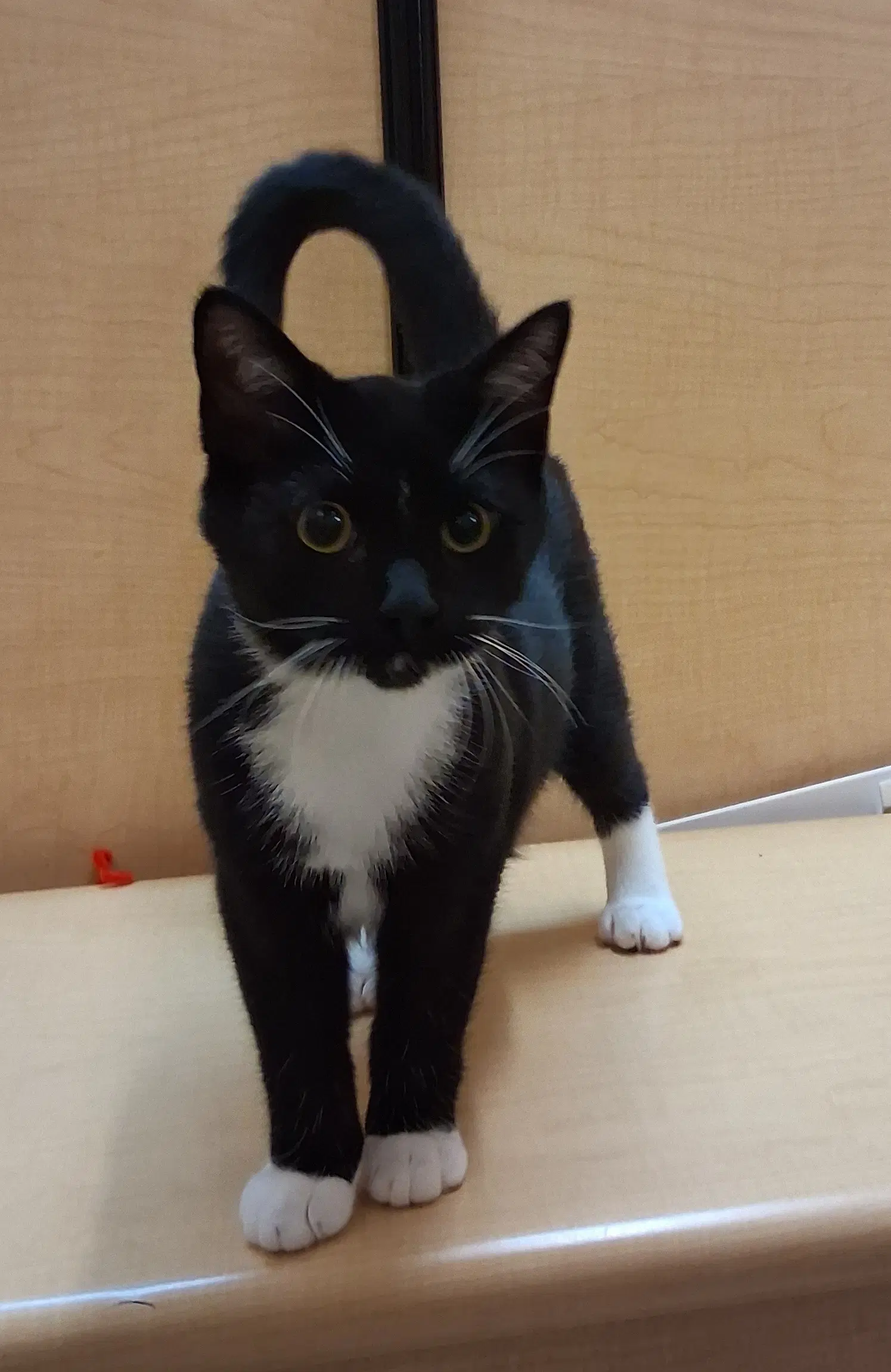 Jack Links Pick Me - Tuxedo