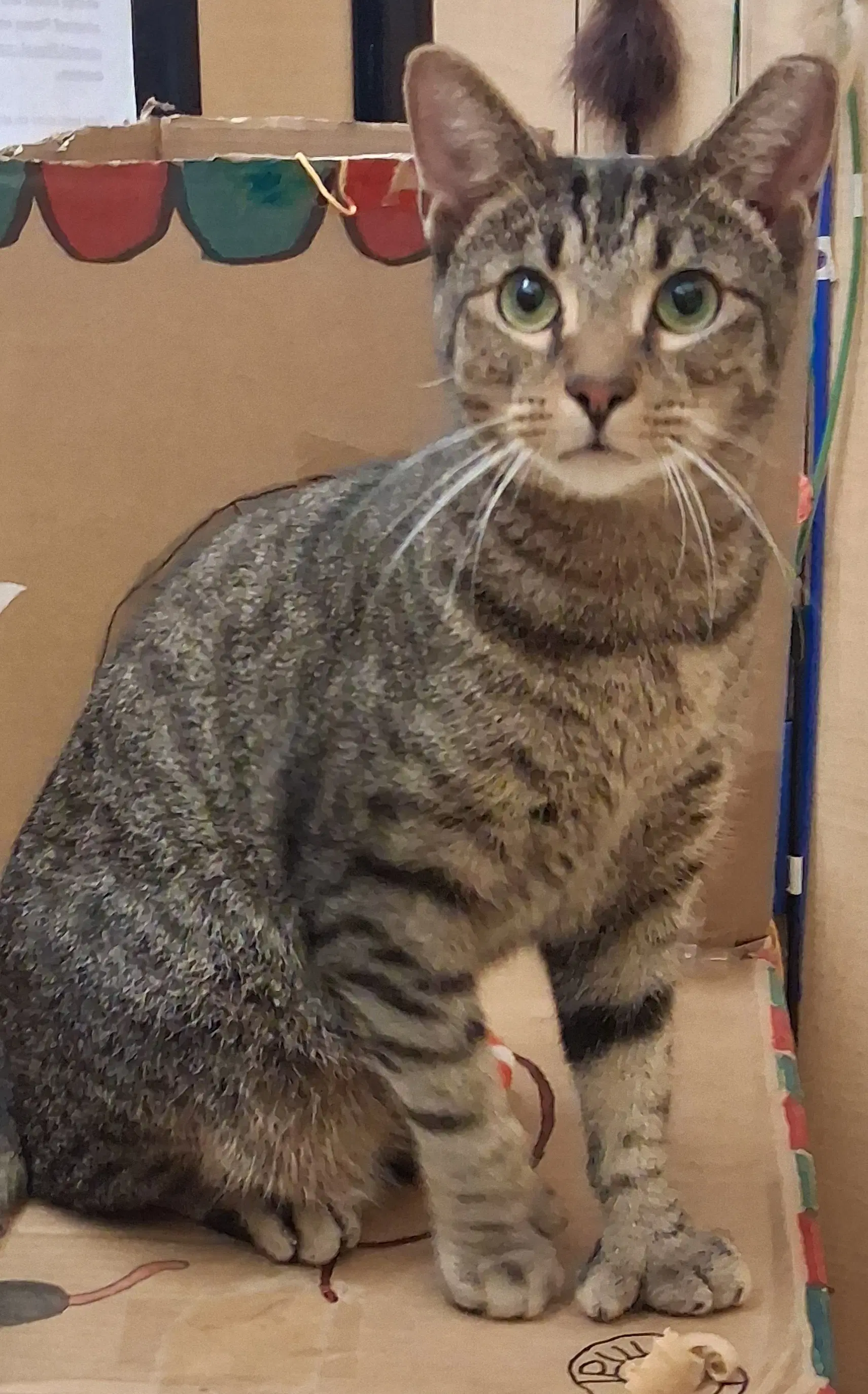 Lovable Hans Fiv Polydactyl image 2