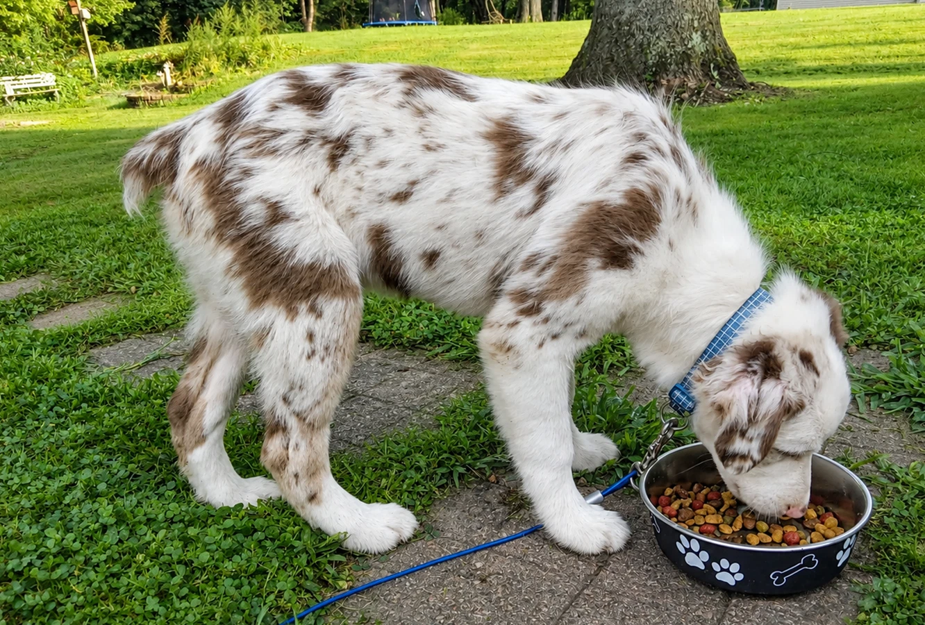Geralt Puppy