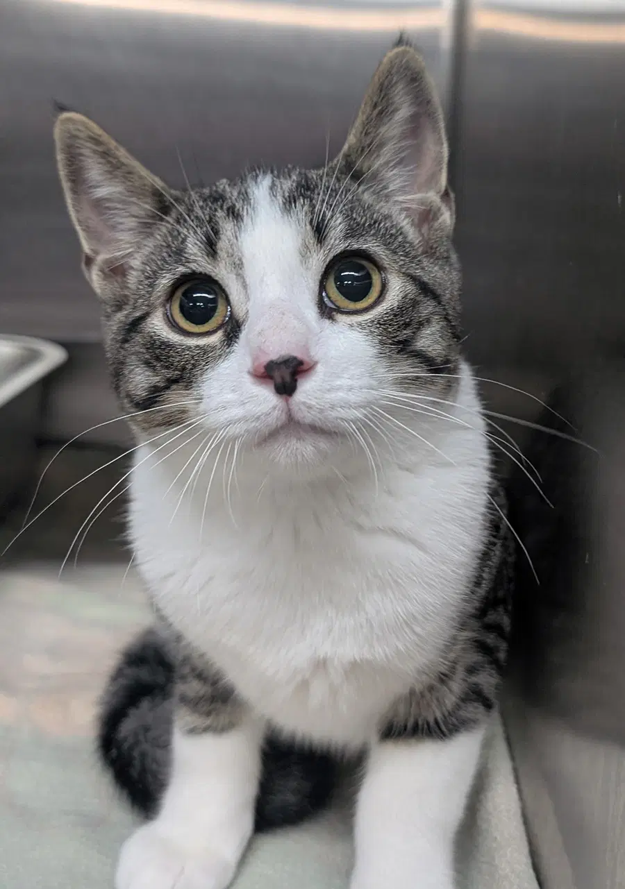 Kitten Stuart - Domestic Short Hair