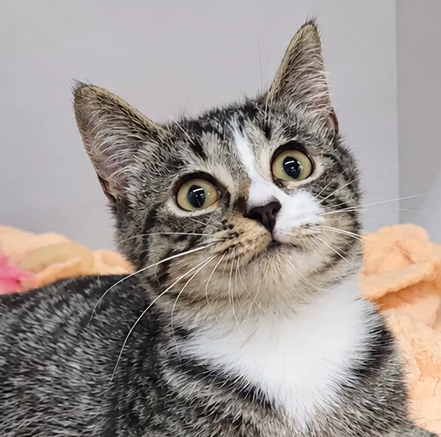 Kitten Ehren - Domestic Short Hair