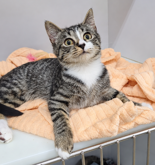 Photo 4 of Kitten Ehren