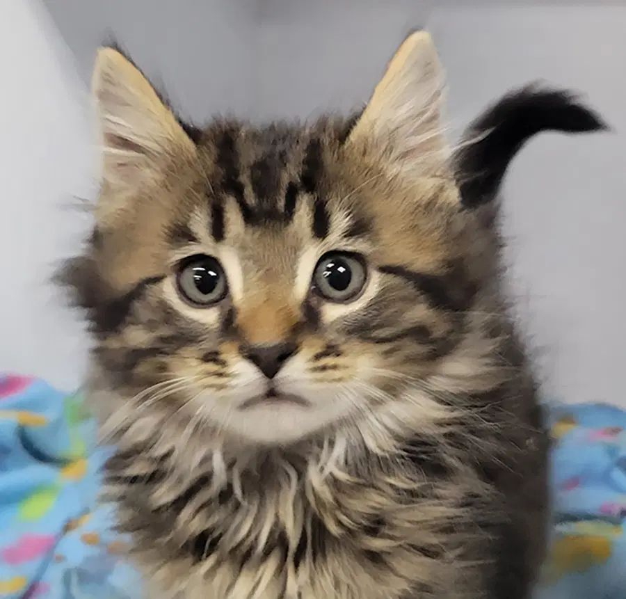Kitten Bam - Domestic Long Hair