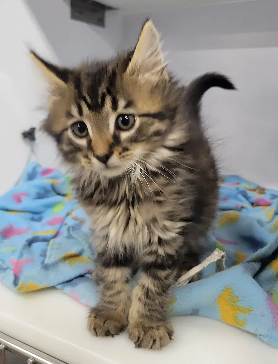Kitten Bam image 2
