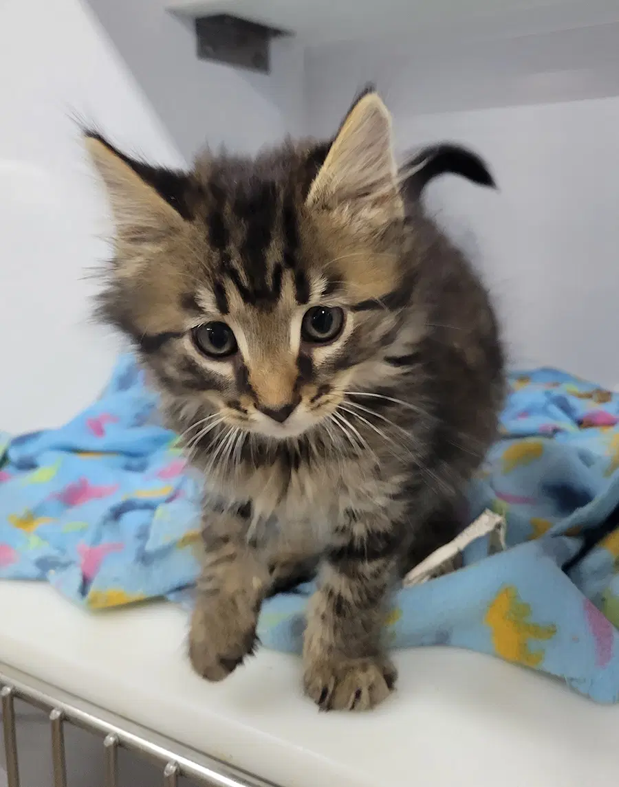 Kitten Bam image 3