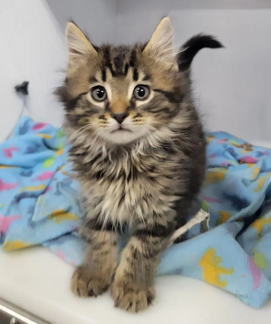 Kitten Bam image 4