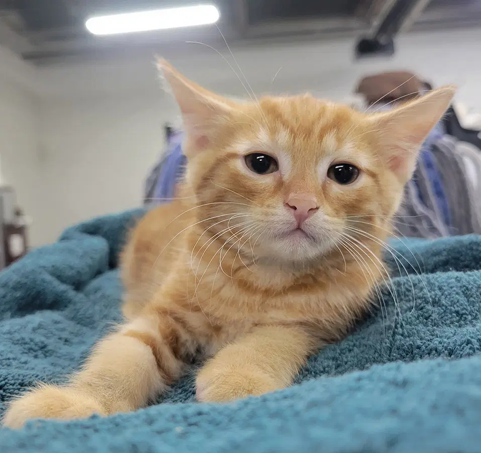 Kitten Crest - Domestic Short Hair