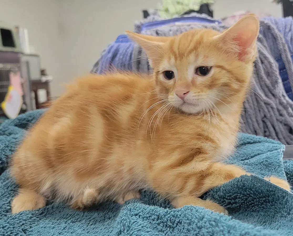 Kitten Crest image 2