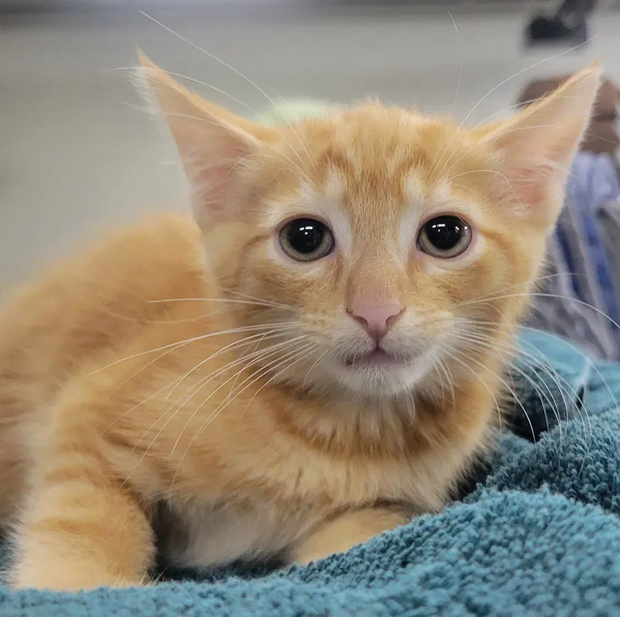 Kitten Fin - Domestic Short Hair