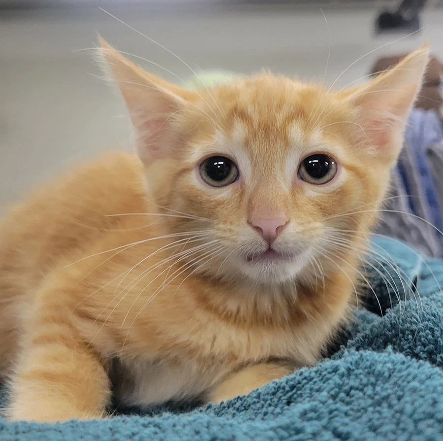 Kitten Fin