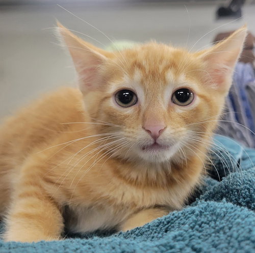 Kitten Fin, a cat for adoption from Paws and Prayers