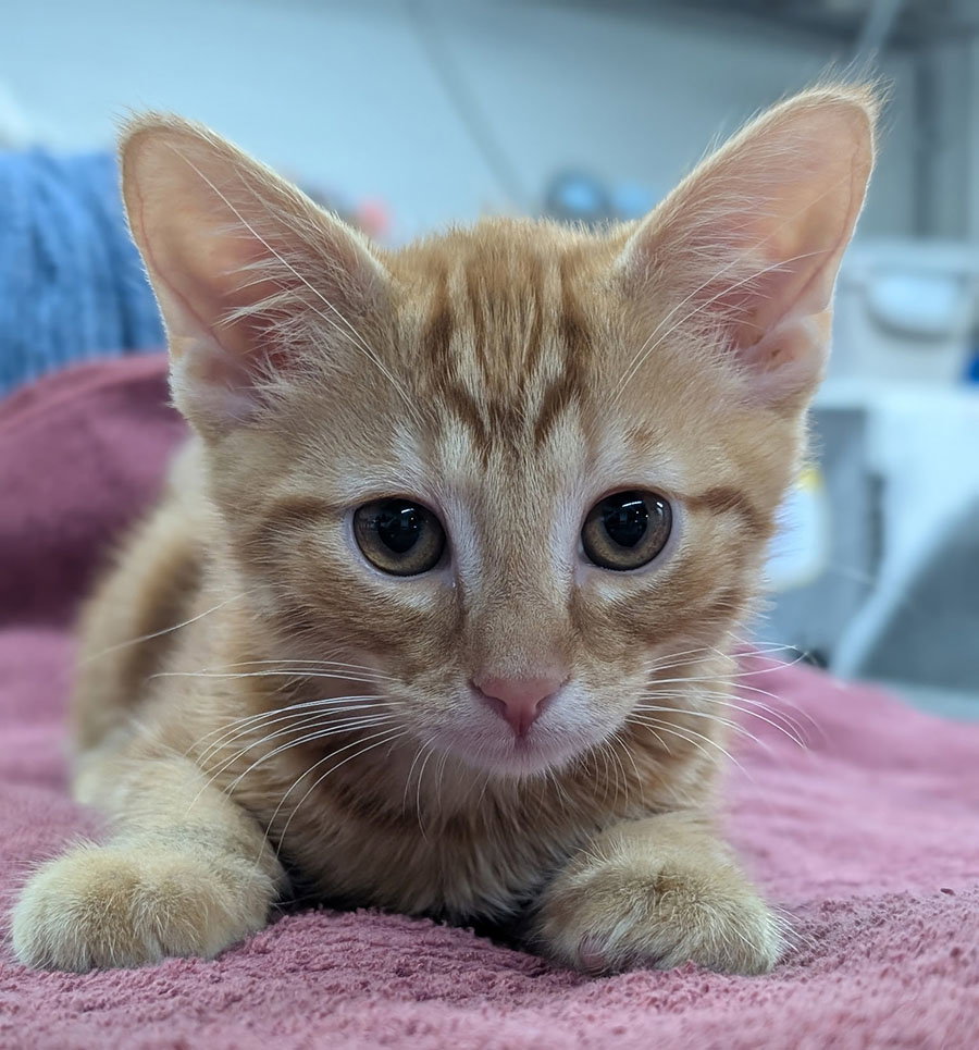 Kitten Fin