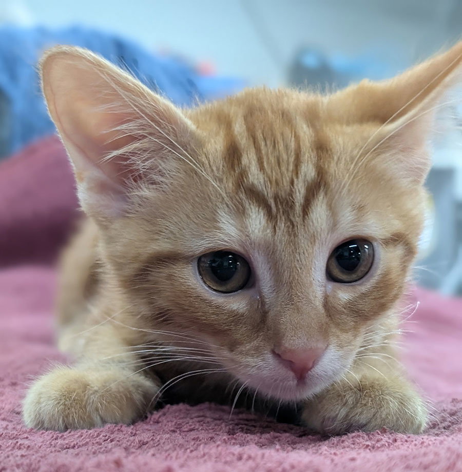 Kitten Fin, photo 2