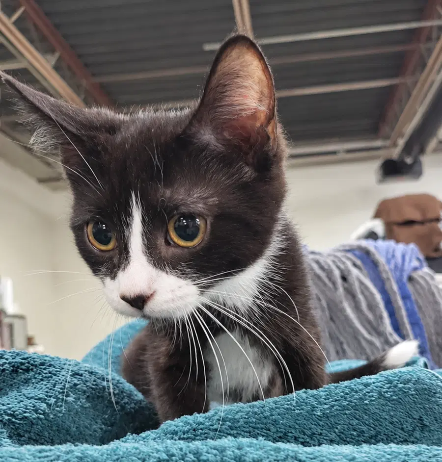 Kitten Excel - Domestic Short Hair