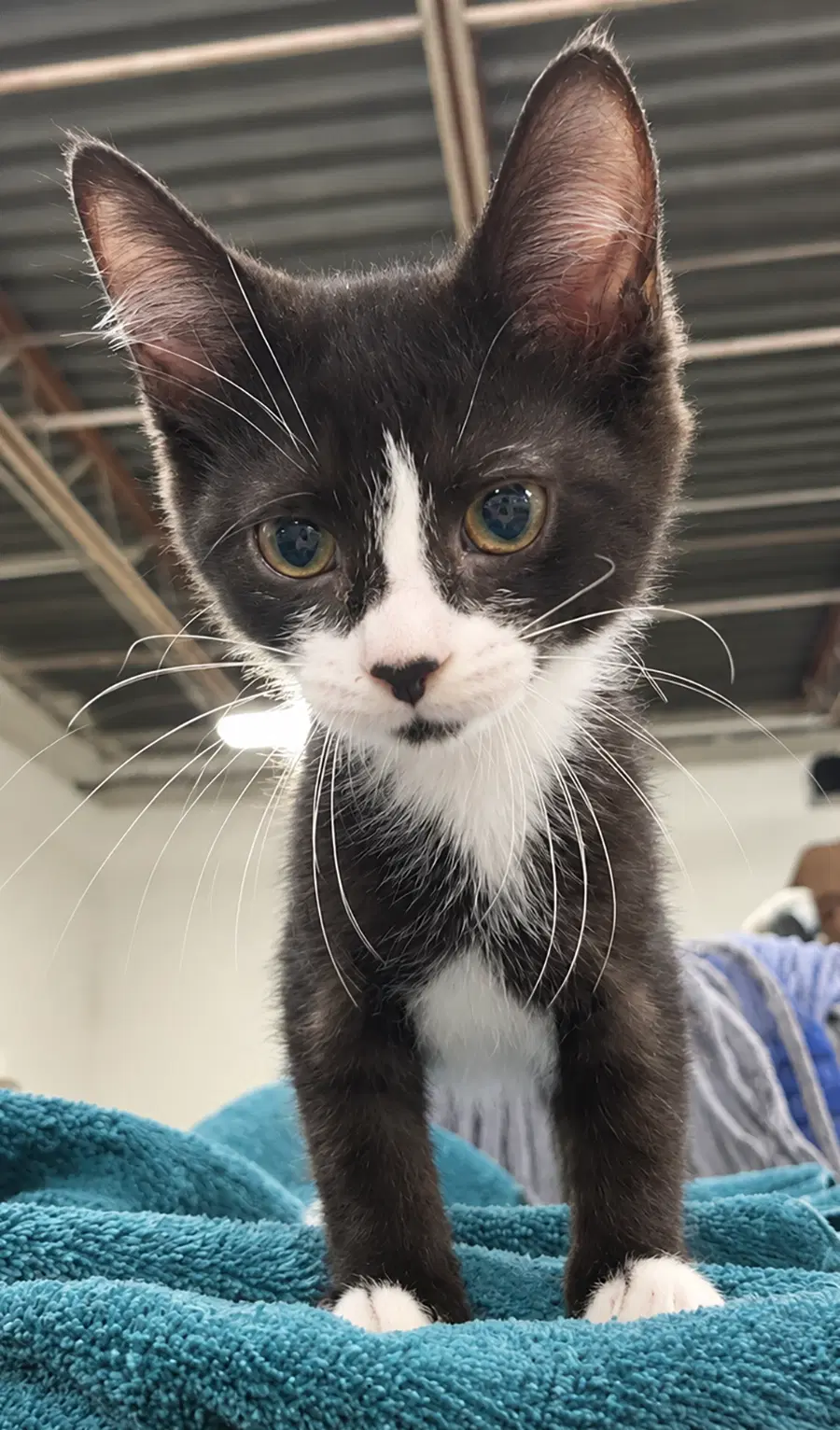 Kitten Excel image 2