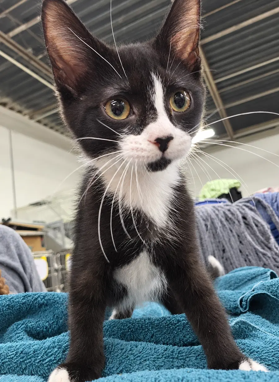 Kitten Excel image 3