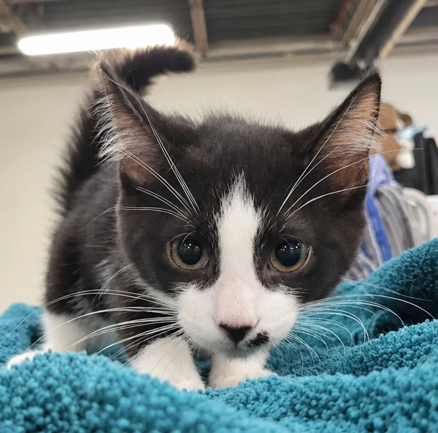 Kittten Adobe - Domestic Short Hair