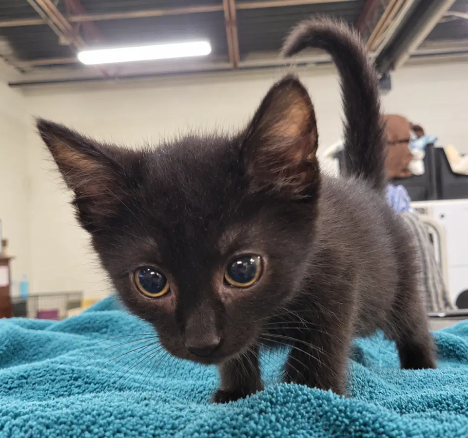 Kitten Cursor - Domestic Short Hair