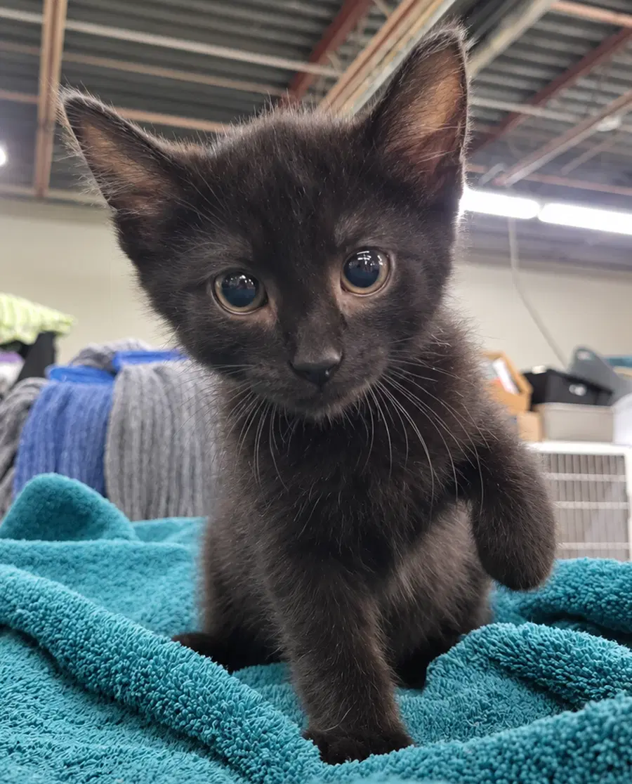 Kitten Cursor image 2