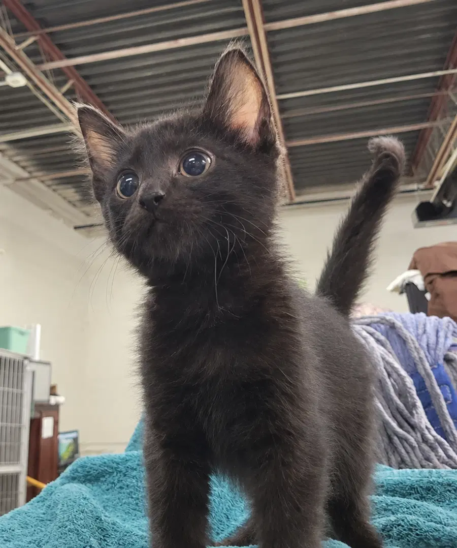 Kitten Cursor image 3