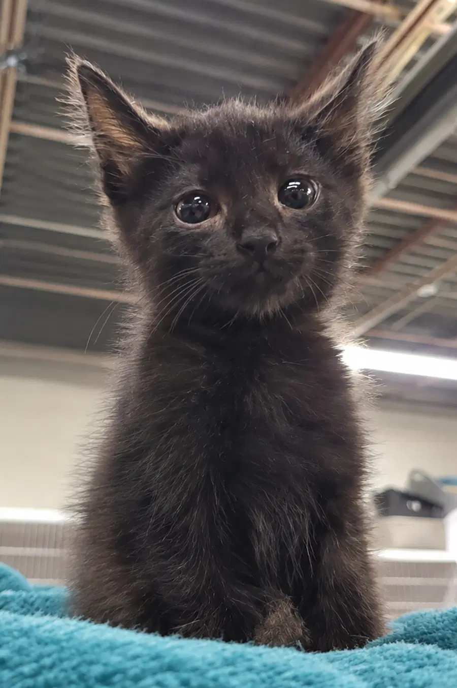 Kitten Cursor image 4