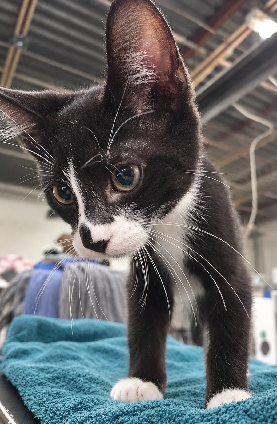 Kitten Word - Domestic Short Hair