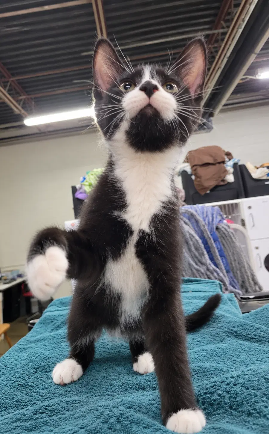 Kitten Word image 2