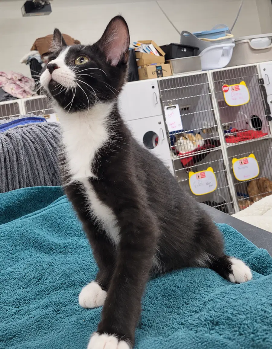 Kitten Word image 3