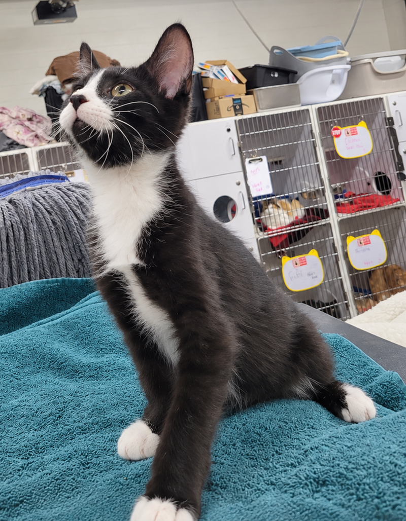 Kitten Word, photo 3