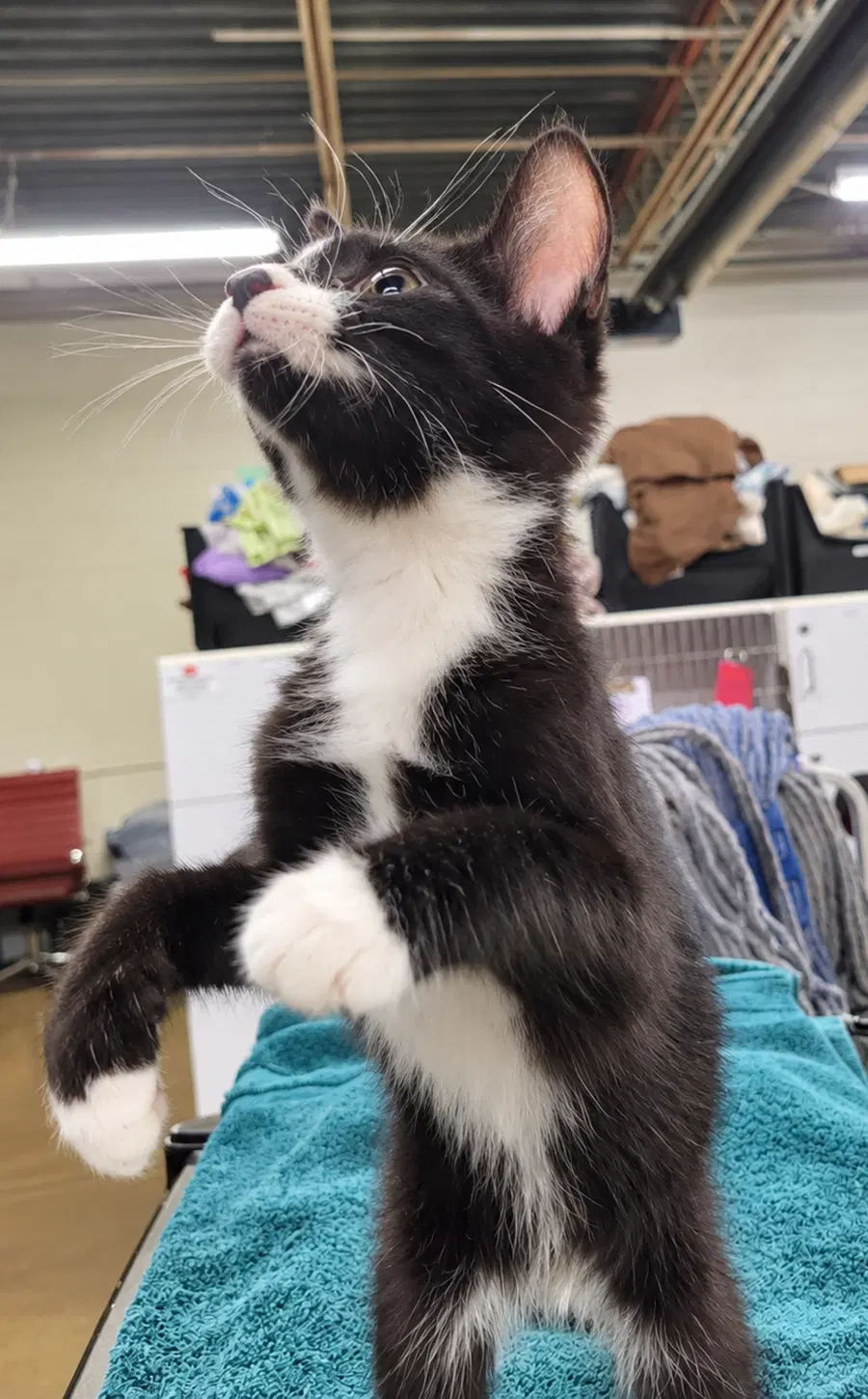 Kitten Word image 4
