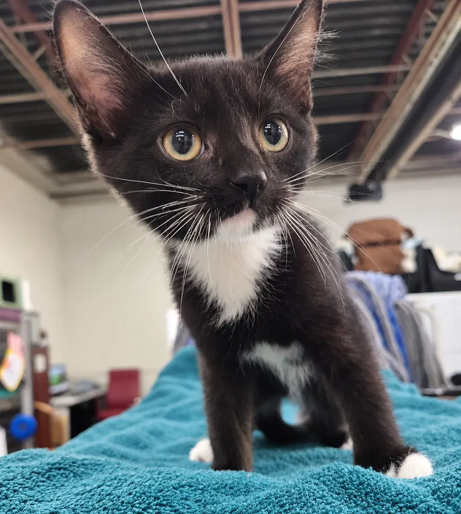 Kitten Powerpoint - Domestic Short Hair