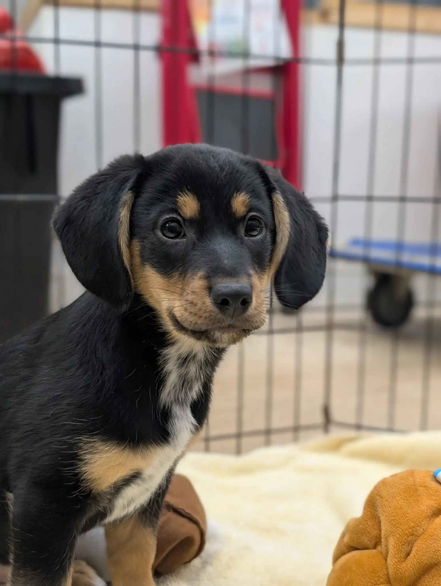 Puppy Cade - Beagle
